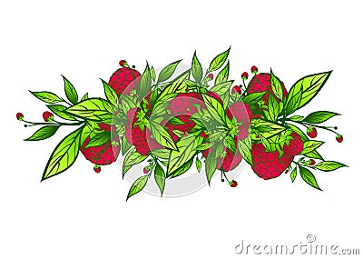 Raspberry Vector Illustration