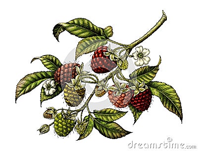 Raspberry branch botanical vintage illustration clip art isolate Cartoon Illustration