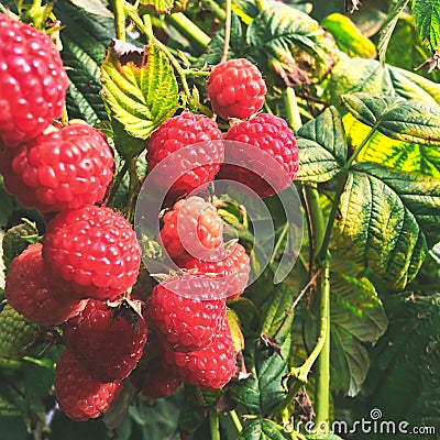 Raspberry, raspberry branch, many red berries Stock Photo