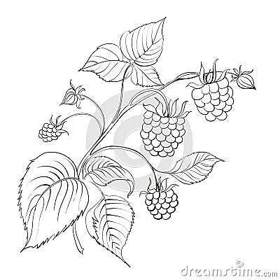 Raspberry branch Vector Illustration