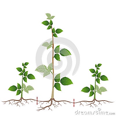 Raspberry breeding is shown by root suckers on a white. Vector Illustration
