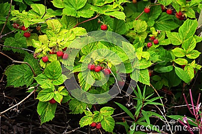 Raspberry bush with bright ripe berries Stock Photo