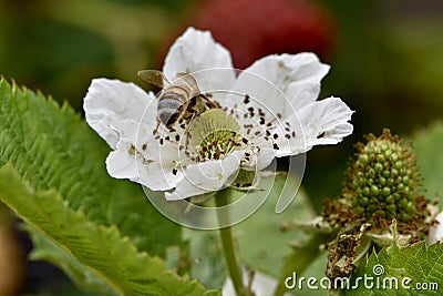 Raspberry bush with honeybee on flower on trellises, 1. Stock Photo