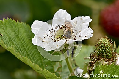 Raspberry bush with honeybee on flower on trellises, 2. Stock Photo