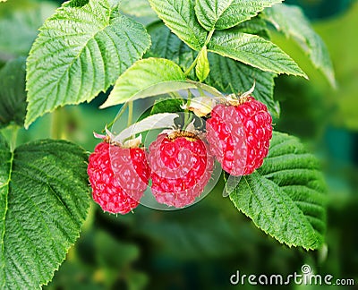 Raspberry bush plant. Branch of ripe raspberries Stock Photo