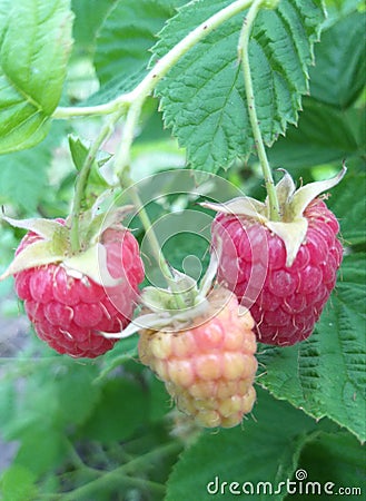 Raspberry on bush summer in garden Stock Photo