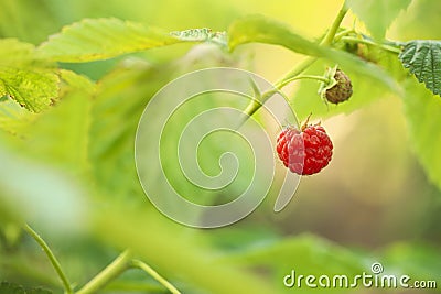 Raspberry bush with tasty ripe berry in garden Stock Photo