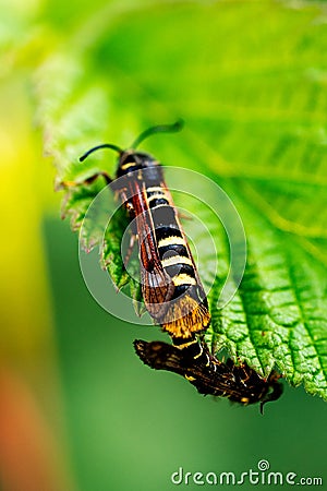 Raspberry clearwing moths mating Stock Photo