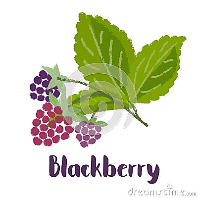 Raspberry forest berry Vector Illustration