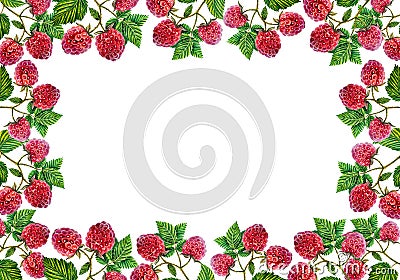 Raspberry. Frame with raspberry branches with berries and leaves. watercolor illustration. Isolated on white background. Cartoon Illustration