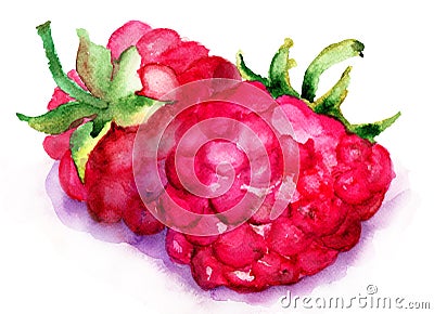 Raspberry fruit Cartoon Illustration