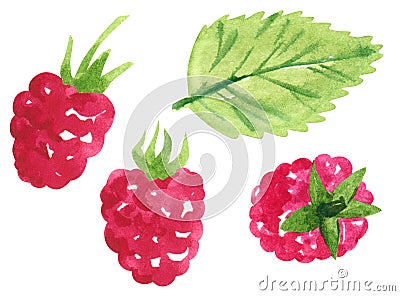 Raspberry fruit clipart set. Hand drawn watercolor illustration Cartoon Illustration