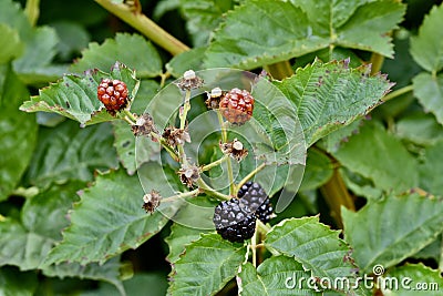 Raspberry bush on trellises, 7. Stock Photo