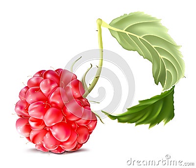 Raspberry Vector Illustration