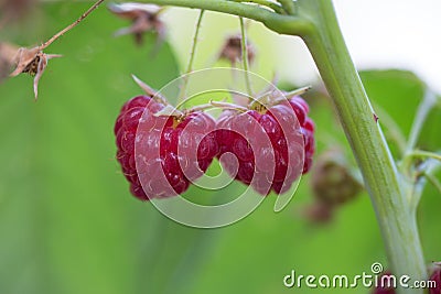 Raspberry on a green branch. Ripe reddish-pink raspberries in garden. Red sweet berries growing on raspberry bush in fruit garden. Stock Photo