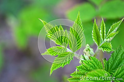 raspberry green leaf Stock Photo