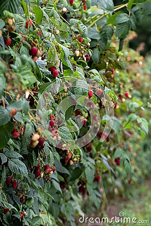 Raspberry growing on bush in a field Stock Photo