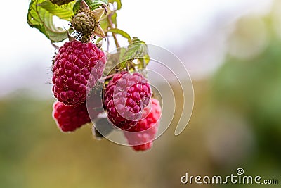 Raspberry growing on bush in a field Stock Photo