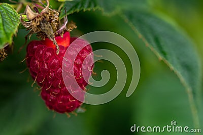 Raspberry growing on bush in a field Stock Photo