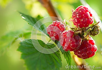 Raspberry Growing Stock Photo
