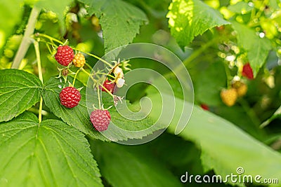 Raspberry growing on shrubs in the garden, harvesting, ripe berries. Stock Photo
