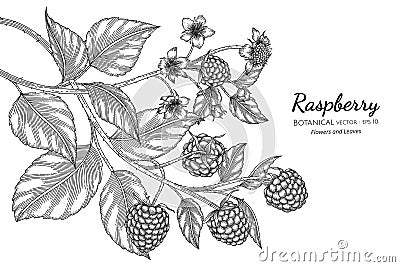 Raspberry hand drawn botanical illustration with line art on white backgrounds Vector Illustration