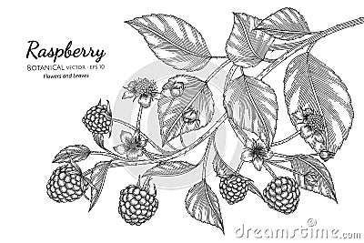 Raspberry hand drawn botanical illustration with line art on white backgrounds Vector Illustration