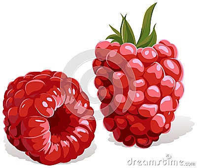 Raspberry isolated Vector Illustration