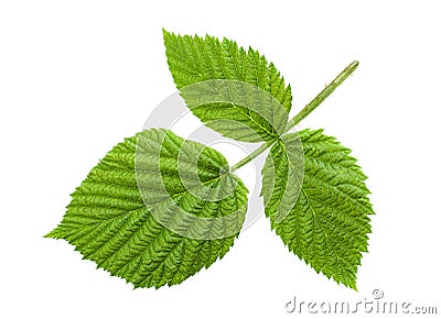 Raspberry leaf isolated Stock Photo