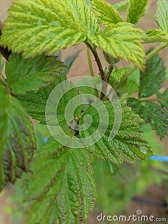 Raspberry leaf up close Stock Photo