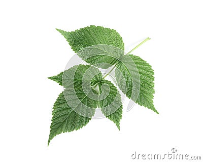 Raspberry leaf on white background with light shad Stock Photo