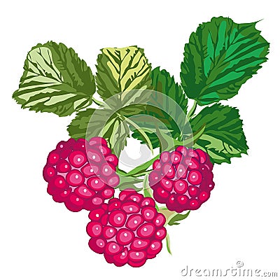 Raspberry with leaves Vector Illustration