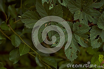 Raspberry leaves in dirks. Plant-eaten bushes close-up Stock Photo