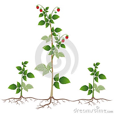 Raspberry plant with root suckers on a white background. Vector Illustration