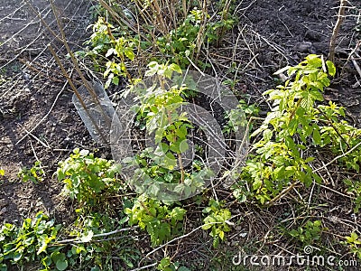 Raspberry Plants in Soil Stock Photo