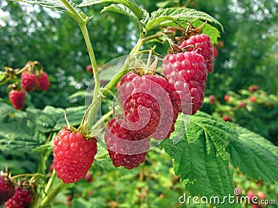 Raspberry plantation Stock Photo