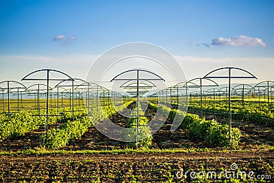 Raspberry plantation orchard field Stock Photo