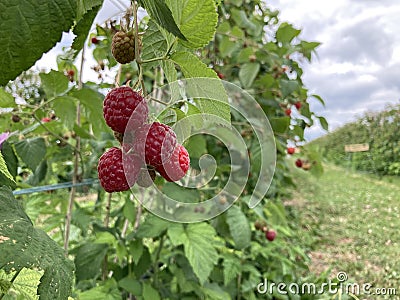 Raspberry plantation. Several berries on a bush Stock Photo