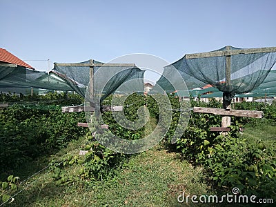 Raspberry plantation net protected Stock Photo