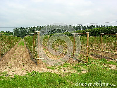 Raspberry plants in field Stock Photo