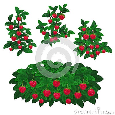 Raspberry plants Vector Illustration