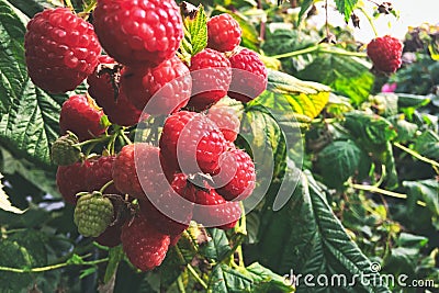 Raspberry, raspberry branch, many red berries Stock Photo