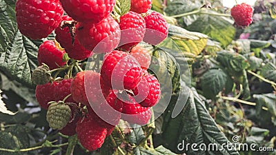 Raspberry, raspberry branch, many red berries Stock Photo