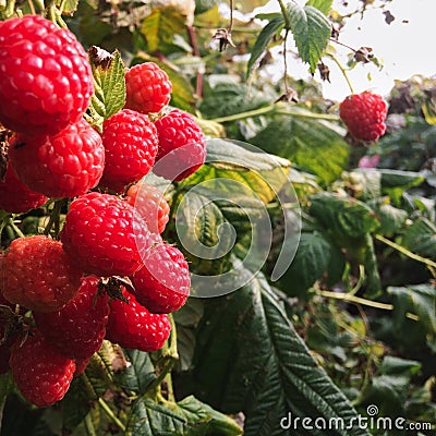 Raspberry, raspberry branch, many red berries Stock Photo