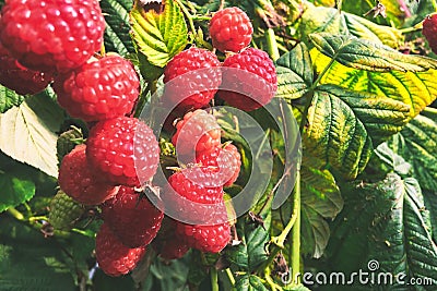 Raspberry, raspberry branch, many red berries Stock Photo