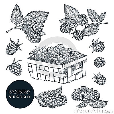 Raspberry sketch vector illustration. Blackberry harvest in wooden basket. Hand drawn agriculture design elements Vector Illustration