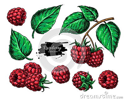 Raspberry vector drawing. Isolated berry branch sketch Vector Illustration