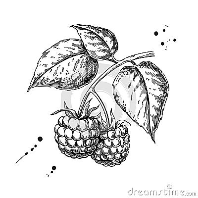 Raspberry vector drawing. Isolated berry branch sketch on white Vector Illustration