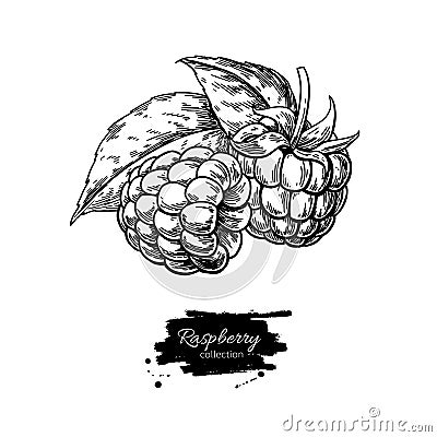 Raspberry vector drawing. Isolated berry branch sketch on white Vector Illustration