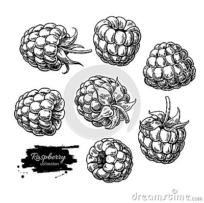 Raspberry vector drawing. Isolated berry branch sketch on white Vector Illustration